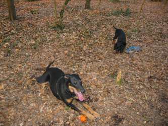 12 Wochen - MICHAELA - Tais und Bibo